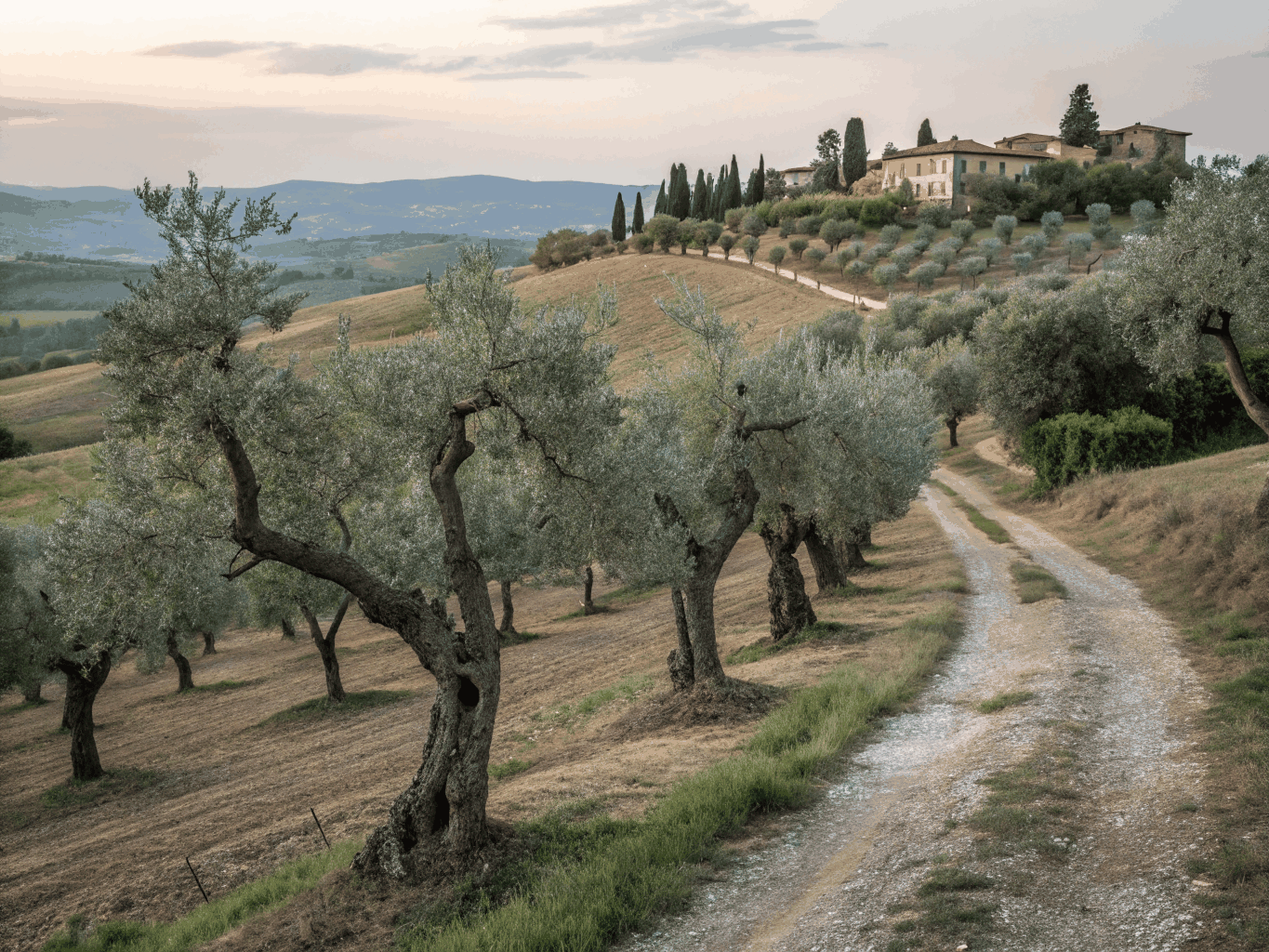 Sun-drenched olive grove in Tuscany